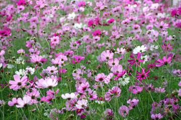 Obraz na płótnie Canvas Beautiful cosmos flowers blooming in nature