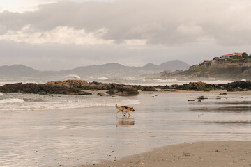 Fototapeta na wymiar Perro jugando en la playa con las olas y la arena y disfrutando de las vistas en un bonito y nublado dia