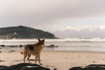 Fototapeta na wymiar Perro jugando en la playa con las olas y la arena y disfrutando de las vistas en un bonito y nublado dia
