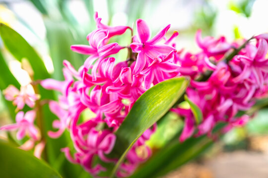 Pink hyacinth flower clusters with green pointed leaves in the bright sun rays
