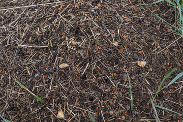 Wood Ant Anthill. Close-up of the army of red ants crawling in the nest, made from branches, seeds and straw