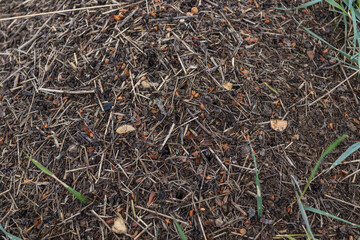 Wood Ant Anthill. Close-up of the army of red ants crawling in the nest, made from branches, seeds...
