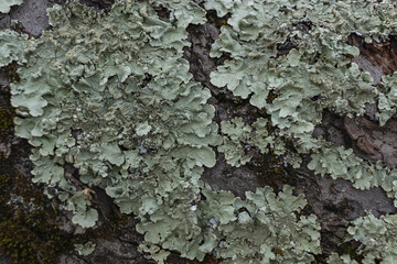 Hypogymnia physodes. Monk's-hood lichen. Lichen on tree branch in forest closeup selective focus