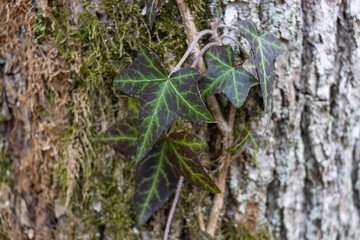 Ivy, Hedera helix or European ivy climbing on bark of a tree. Close up