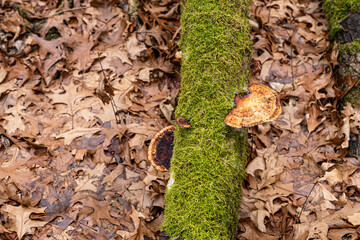 Dry leaves on the ground in forest