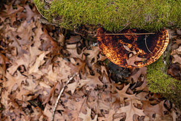 Dry leaves on the ground in forest