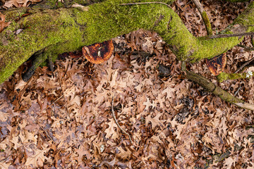 Dry leaves on the ground in forest
