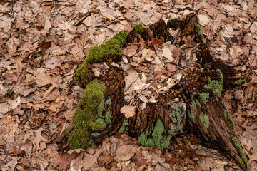 Dry leaves on the ground in forest