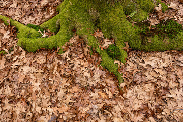 Dry leaves on the ground in forest