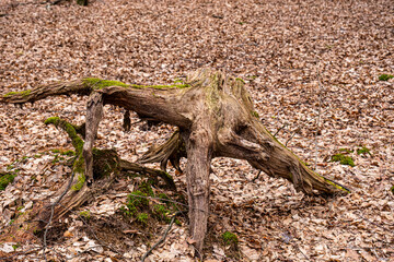 Dry leaves on the ground in forest
