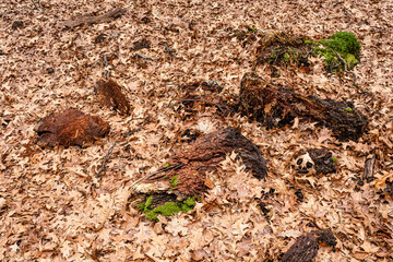 Naklejka na ściany i meble Dry leaves on the ground in forest