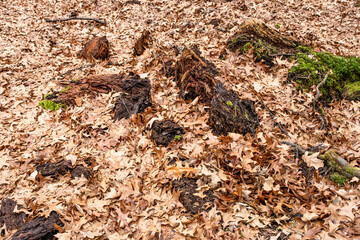Dry leaves on the ground in forest