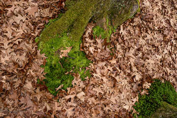 Dry leaves on the ground in forest