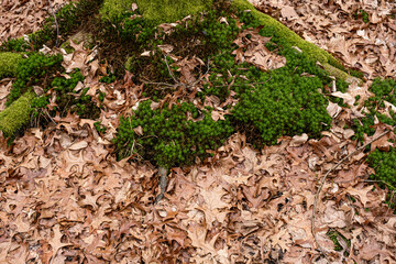 Dry leaves on the ground in forest