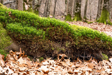 Dry leaves on the ground in forest