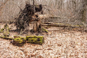 Dry leaves on the ground in forest