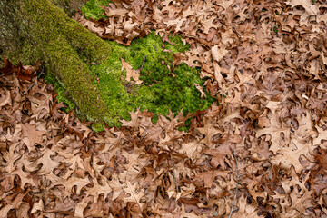 Dry leaves on the ground in forest