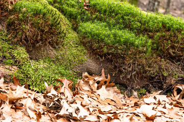 Dry leaves on the ground in forest