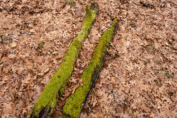 Dry leaves on the ground in forest