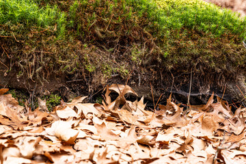 Dry leaves on the ground in forest