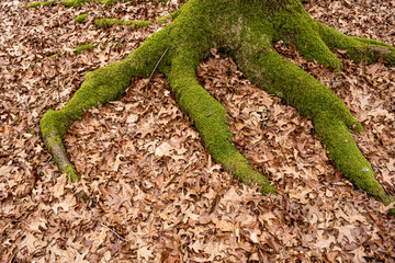 Dry leaves on the ground in forest