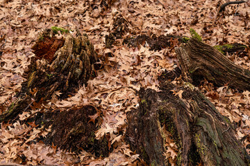 Dry leaves on the ground in forest