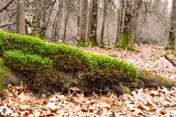 Dry leaves on the ground in forest