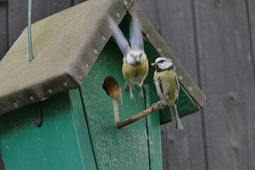 Blaumeisen an Nisth&ouml;hle