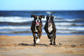 two happy  german boxer dogs running together on the beach