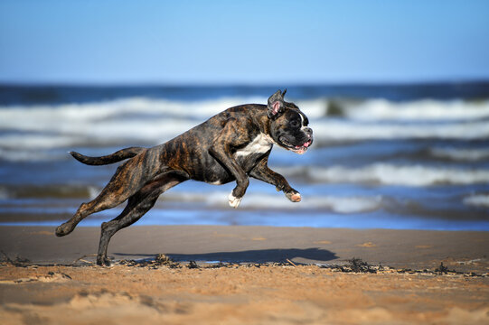 happy boxer dog running on the beach in summer