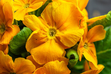 Obraz na płótnie Canvas Petunia flower (Petunia hybrida) in close up view