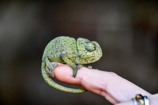 chameleon on hand, photo as background, baby chamaleon