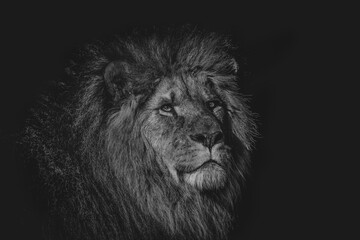 Intense black and white portrait of a majestic lion, capturing its regal and contemplative expression. © Tanja Mikkelsen 