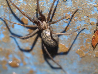 Dicke hässliche Spinne