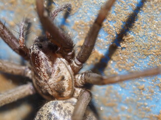 Dicke hässliche Spinne