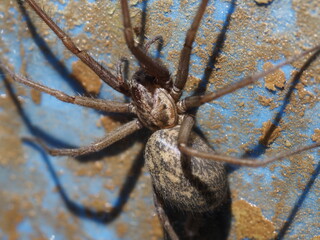 Dicke hässliche Spinne