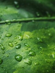 plants and variegated leafe with rain drop macro drop on color background