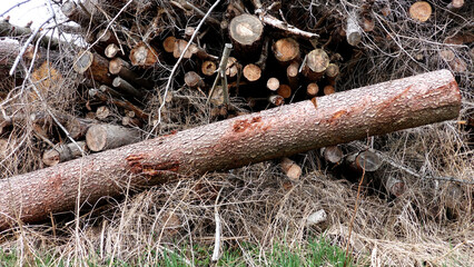 Fallen trees stacked for firewood sawing shredding nature forest