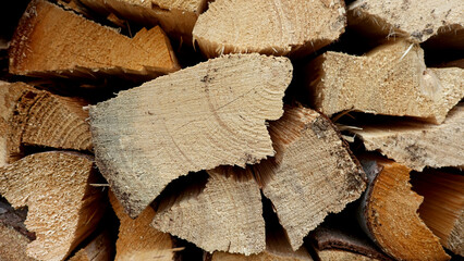 Close-up wood trunk frontal front view end grain wood rings