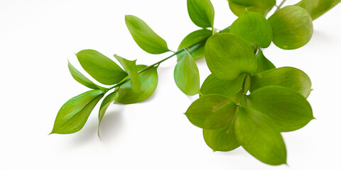 Obraz premium Green Ruscus stems with leaves on the white background