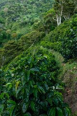 Fototapeta na wymiar An organic coffee farm in the mountains of Panama. The red coffee cherries are ready for harvest