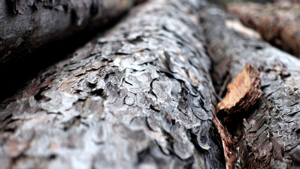 Tree trunk long view felled tree wood forest
