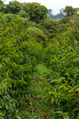 Fototapeta na wymiar An organic coffee farm in the mountains of Panama. The red coffee cherries are ready for harvest