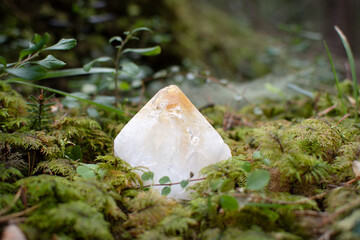 Citrine crystal or raw gemstone mineral on a forest floor with lush greenery. 