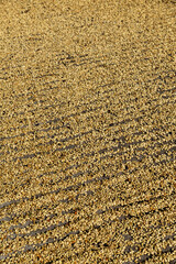 Coffee cherries drying in the sun. The dry method for processing the cherries coffee, Chiriqui highlands, Panama