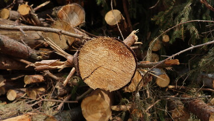 Fallen trees stacked for firewood sawing shredding nature forest