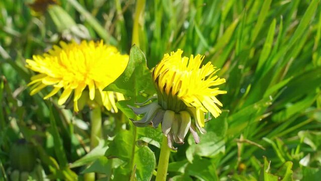 L&ouml;wenzahn Zeitraffer &ouml;ffnende Bl&uuml;ten in Natur in gr&uuml;ner Wiese sch&ouml;n beautiful yellow dandelion hawkbit flowers bloom opening wide open time lapse in nature green sunny spring meadow close up low angle