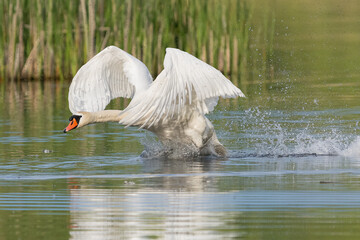 Łabędź niemy łac. Cygnus olor atakujący inne ptaki na wodzie. Fotografia, Stawy Milickie, Milicz, Polska.