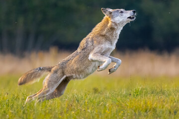 Wolf -  Canis lupus - jumping on meadow and trying to catch bird. Photo from Gostynin,  Poland.