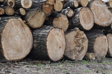 drewno konar ścięte drzewo - obrazy, fototapety, plakaty